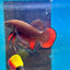 Wild Imbellis Copper - Male Betta 007