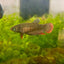 Wild Imbellis - Female Betta