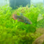Wild Imbellis - Female Betta