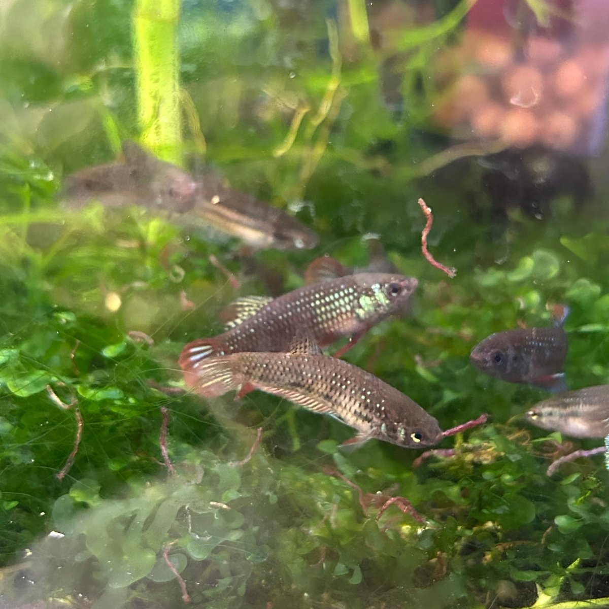 Wild Imbellis - Female Betta Bred in USA