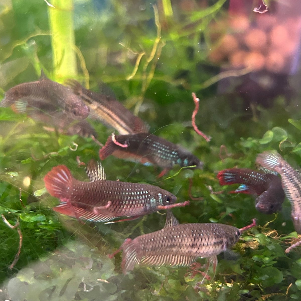 Wild Imbellis - Female Betta Bred in USA