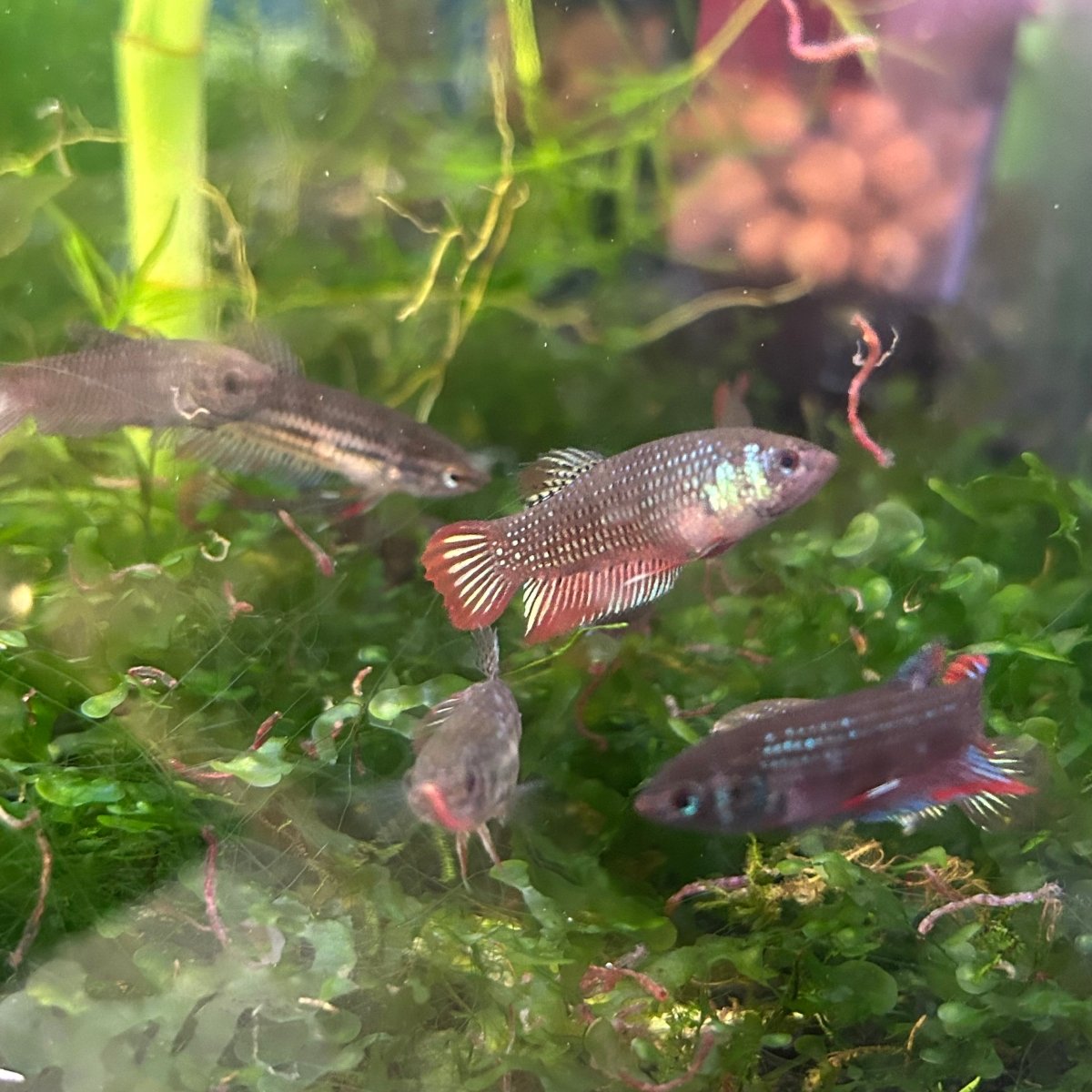 Wild Imbellis - Female Betta Bred in USA