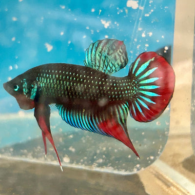 Wild Imbellis Green - Male Betta A58