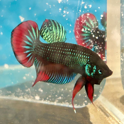Wild Imbellis Green - Male Betta A58
