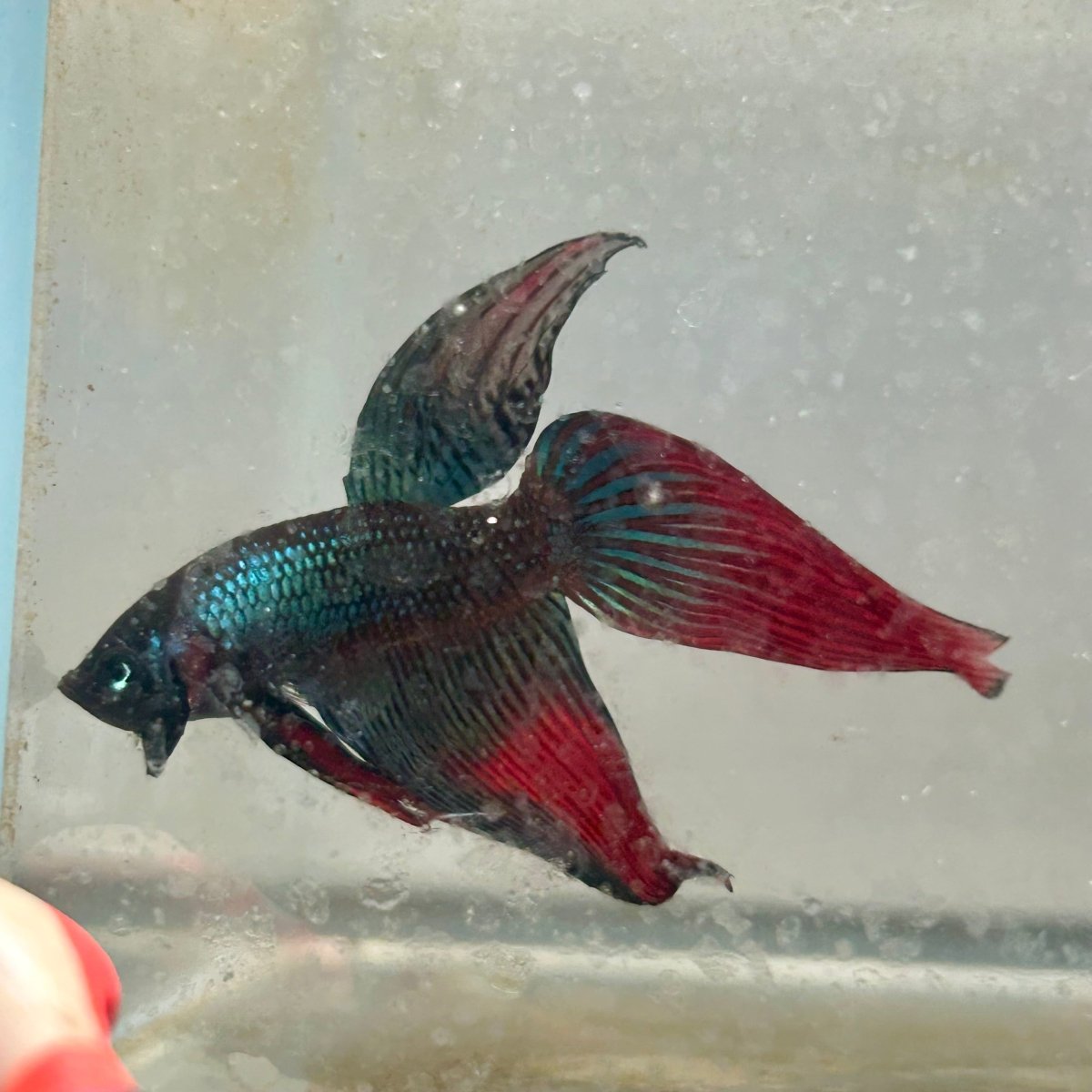 Wild Imbellis Green Veil Tail - Male Betta 091