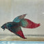 Wild Imbellis Green Veil Tail - Male Betta 091