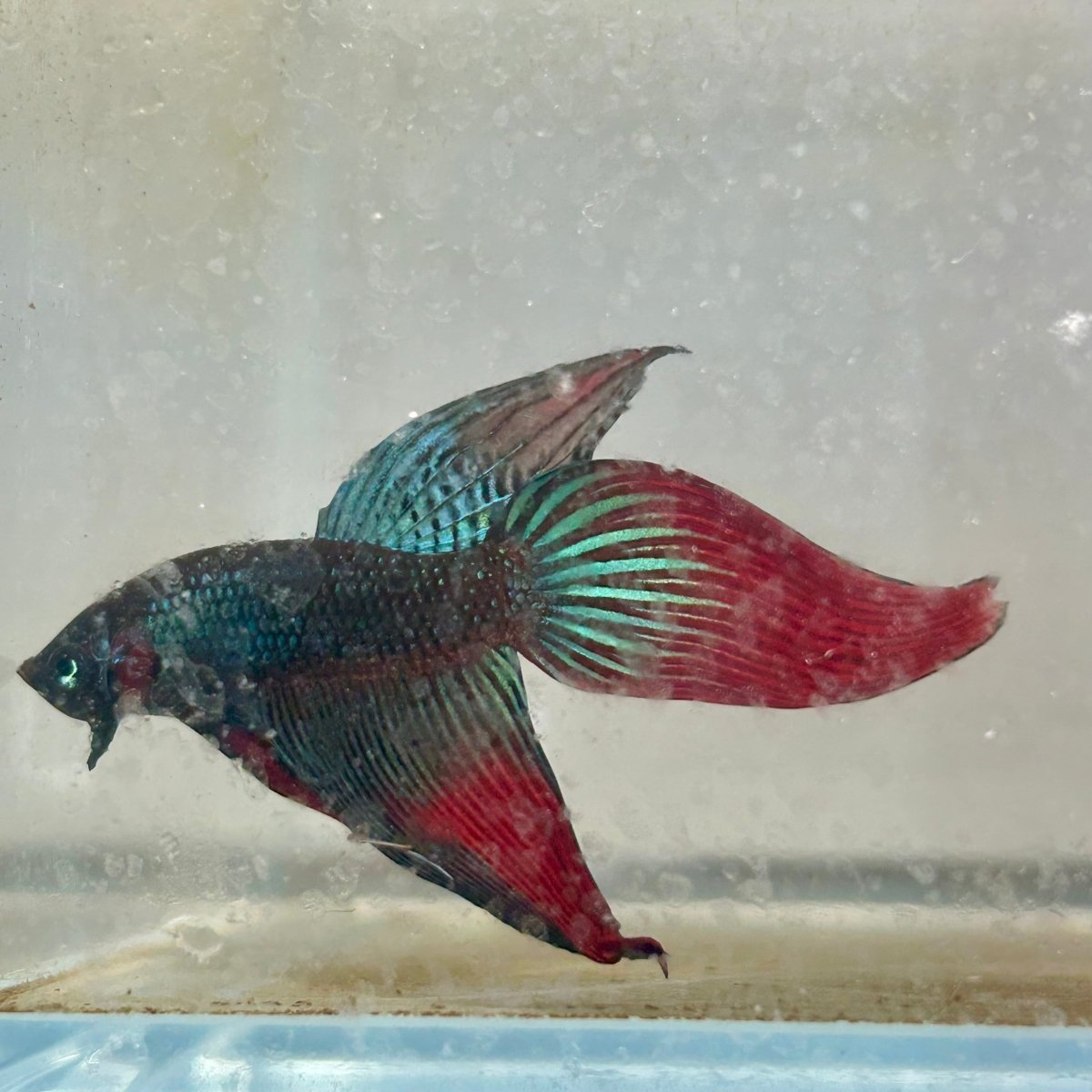 Wild Imbellis Green Veil Tail - Male Betta 091