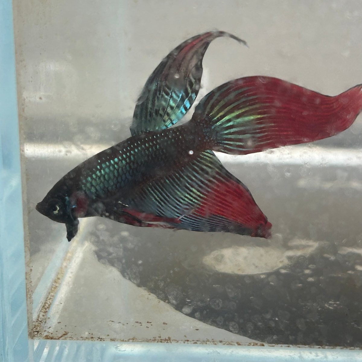 Wild Imbellis Green Veil Tail - Male Betta 091
