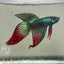 Wild Imbellis Green Veil Tail - Male Betta 091