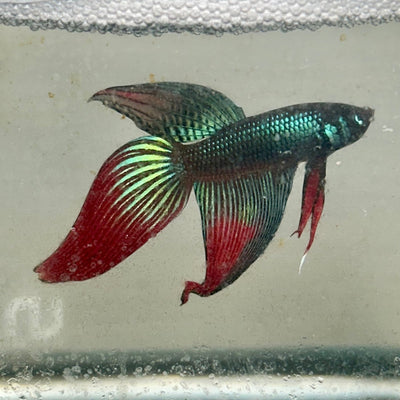 Wild Imbellis Green Veil Tail - Male Betta 091