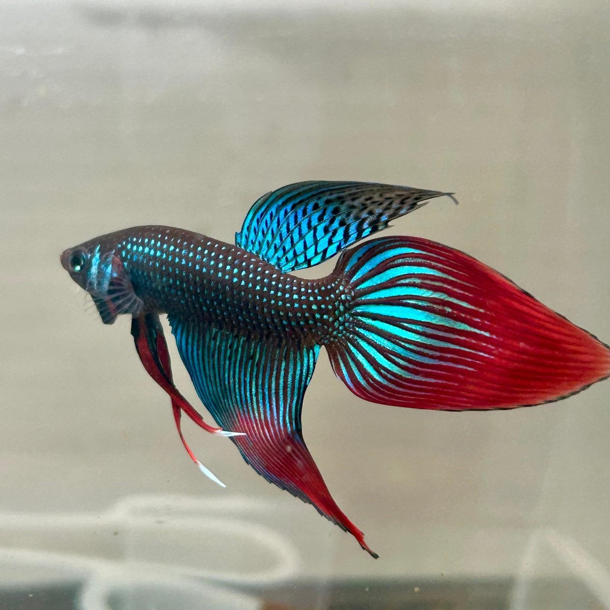 Wild Imbellis Green Veil Tail - Male Betta 100