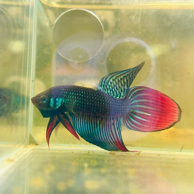 Wild Imbellis Green Veil Tail - Male Betta