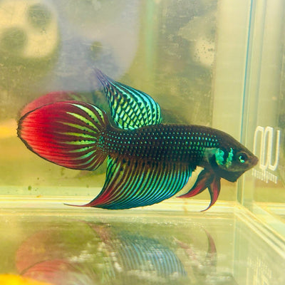 Wild Imbellis Green Veil Tail - Male Betta
