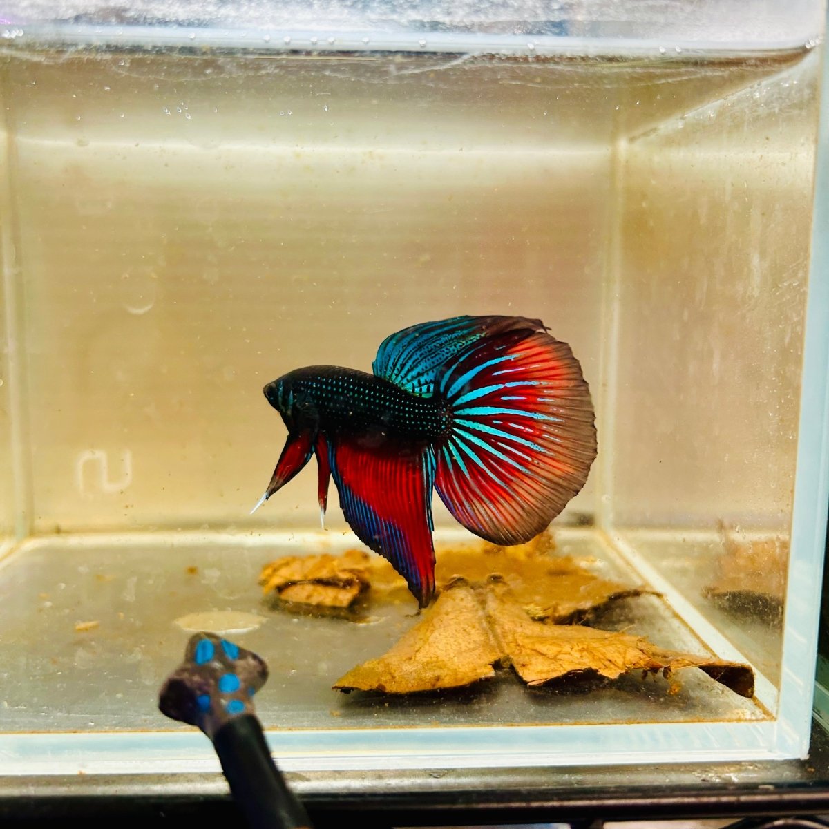 Wild Imbellis Halfmoon M13 Male betta
