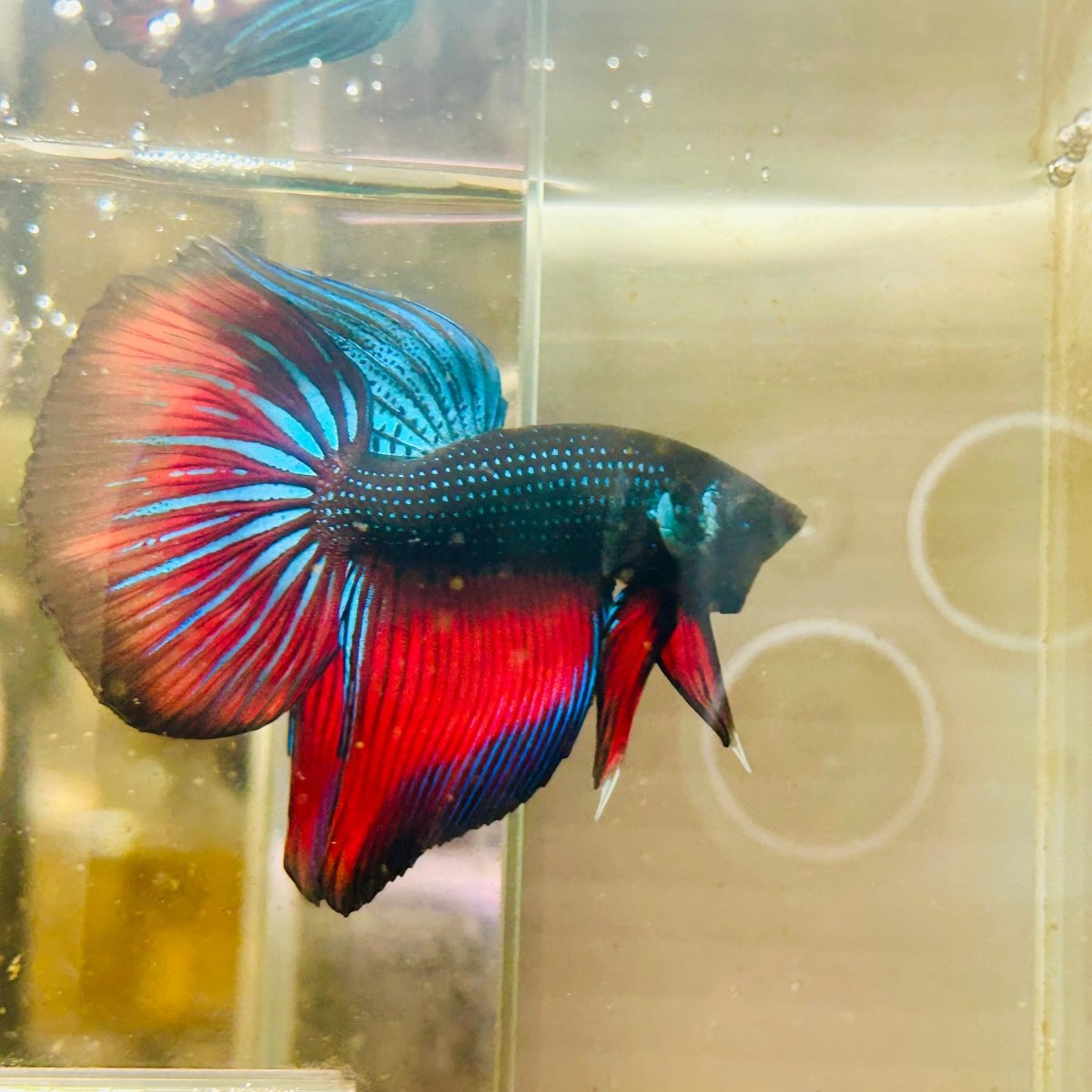 Wild Imbellis Halfmoon M13 Male betta