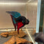 Wild Imbellis Halfmoon M13 Male betta