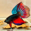 Wild Imbellis Halfmoon M13 Male betta