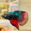 Wild Imbellis Halfmoon M13 Male betta