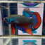 Wild Imbellis J21 Plakat - Male Betta