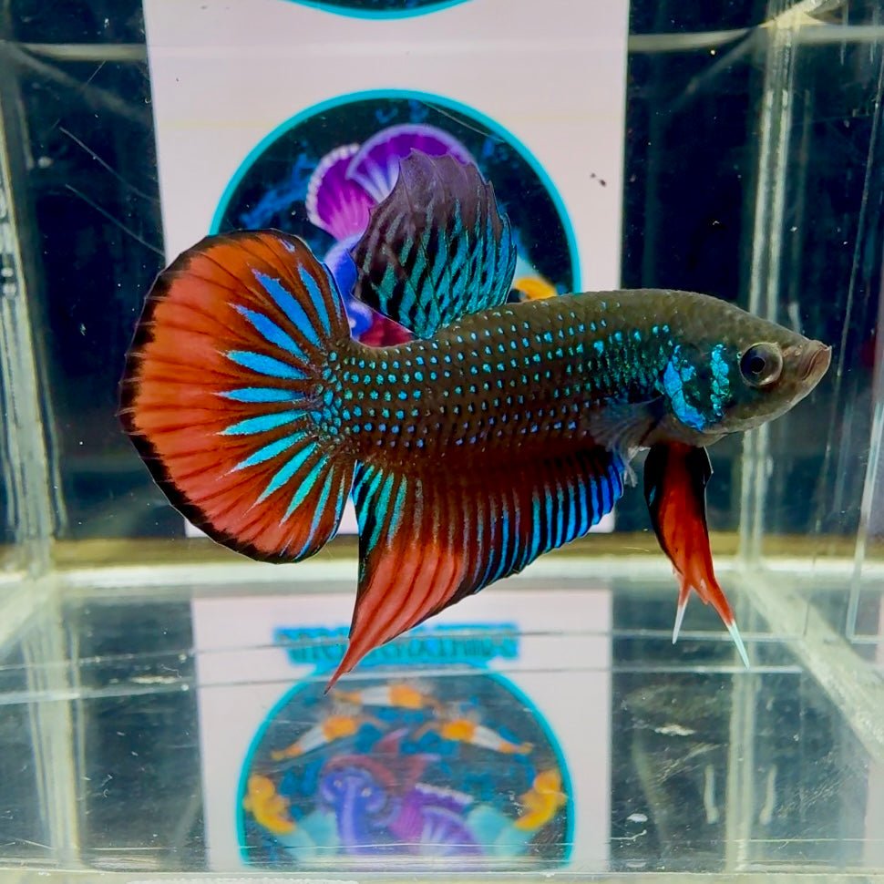 Wild Imbellis J21 Plakat - Male Betta