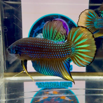 Wild Imbellis J22 Plakat - Male Betta