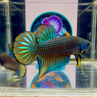 Wild Imbellis J22 Plakat - Male Betta