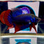 Wild Imbellis J56 Plakat - Male Betta