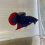 Wild Imbellis J56 Plakat - Male Betta