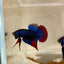 Wild Imbellis J56 Plakat - Male Betta
