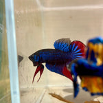 Wild Imbellis J56 Plakat - Male Betta