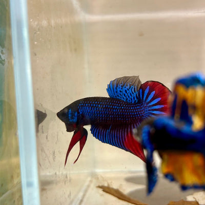 Wild Imbellis J56 Plakat - Male Betta