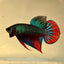 Wild Imbellis J57 Plakat - Male Betta