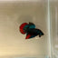 Wild Imbellis J57 Plakat - Male Betta