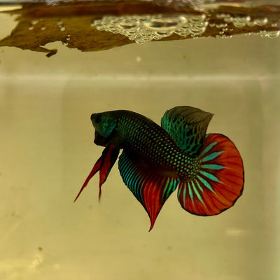 Wild Imbellis J57 Plakat - Male Betta