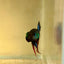 Wild Imbellis J57 Plakat - Male Betta