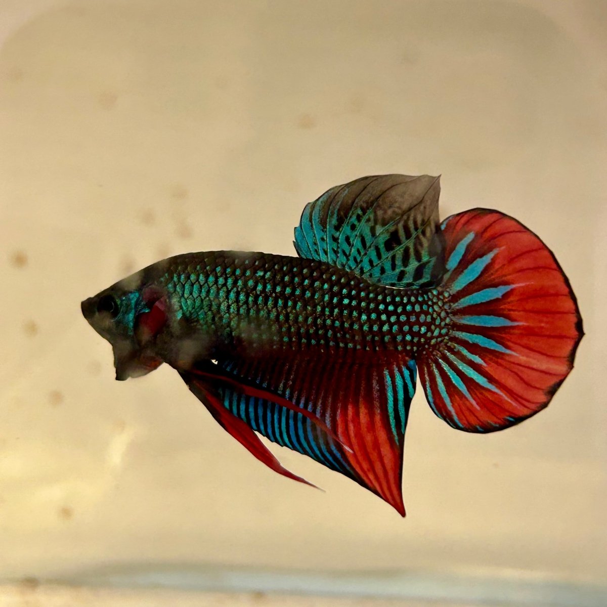 Wild Imbellis J57 Plakat - Male Betta