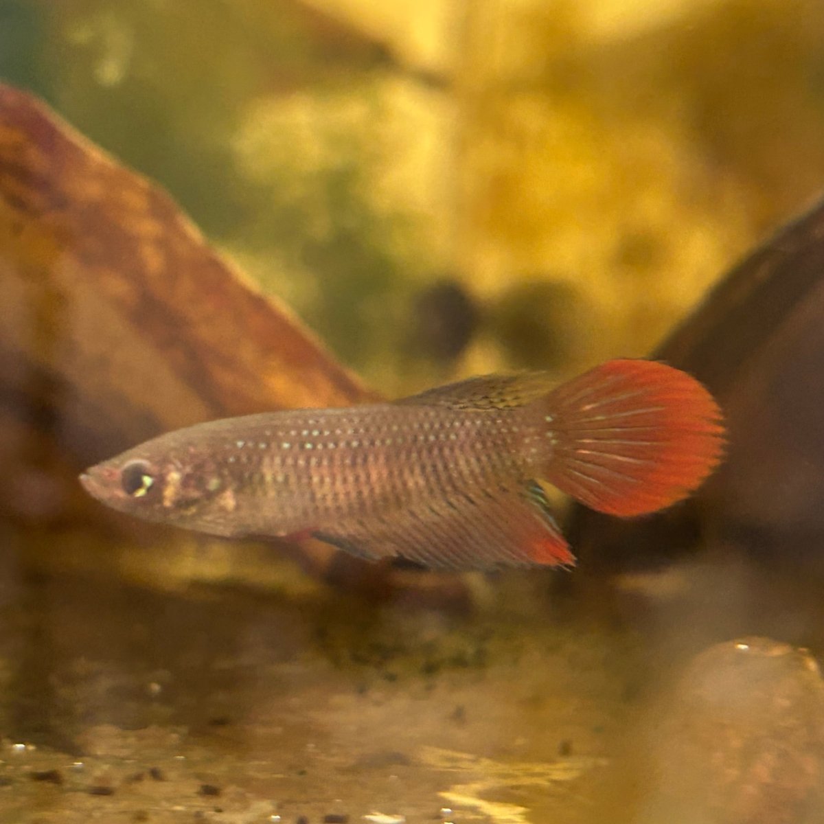 Wild Imbellis Long fins - Female Betta