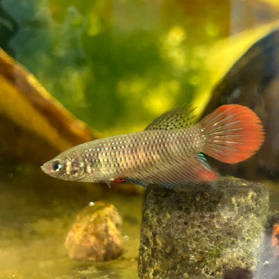 Wild Imbellis Long fins - Female Betta