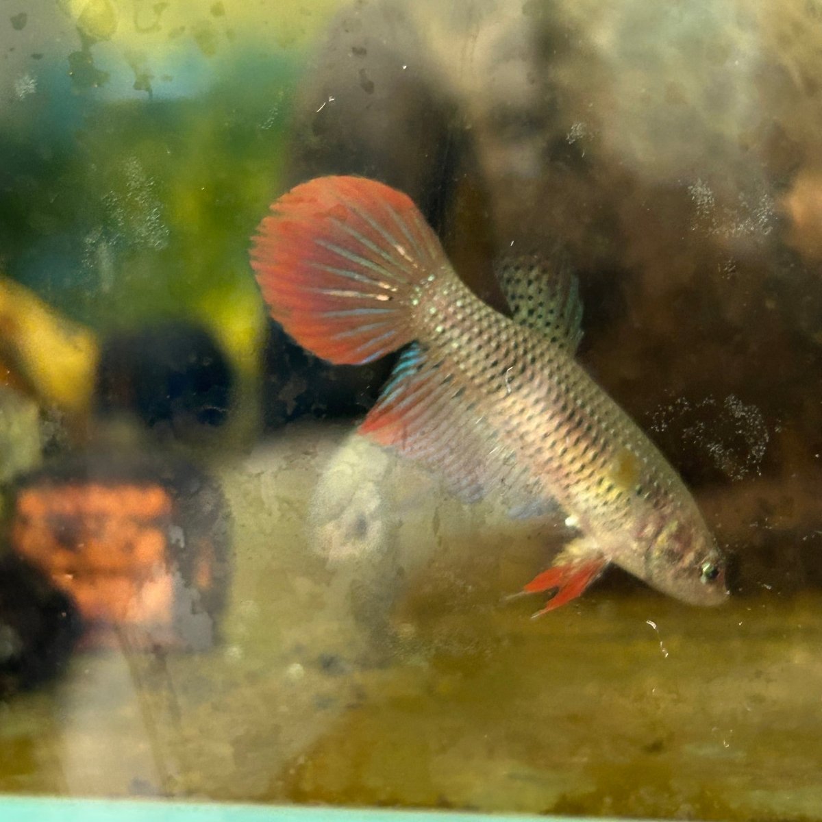 Wild Imbellis Long fins - Female Betta