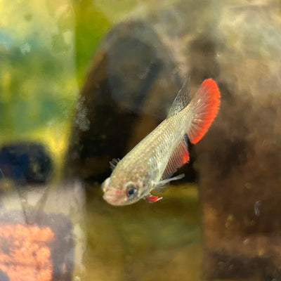 Wild Imbellis Long fins - Female Betta