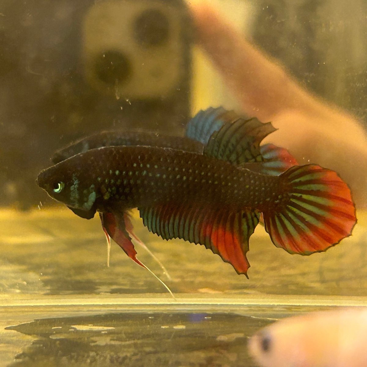 Wild Imbellis Male Betta Fish A58