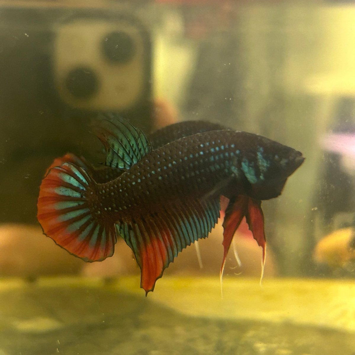 Wild Imbellis Male Betta Fish A58