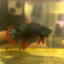 Wild Imbellis Male Betta Fish A58