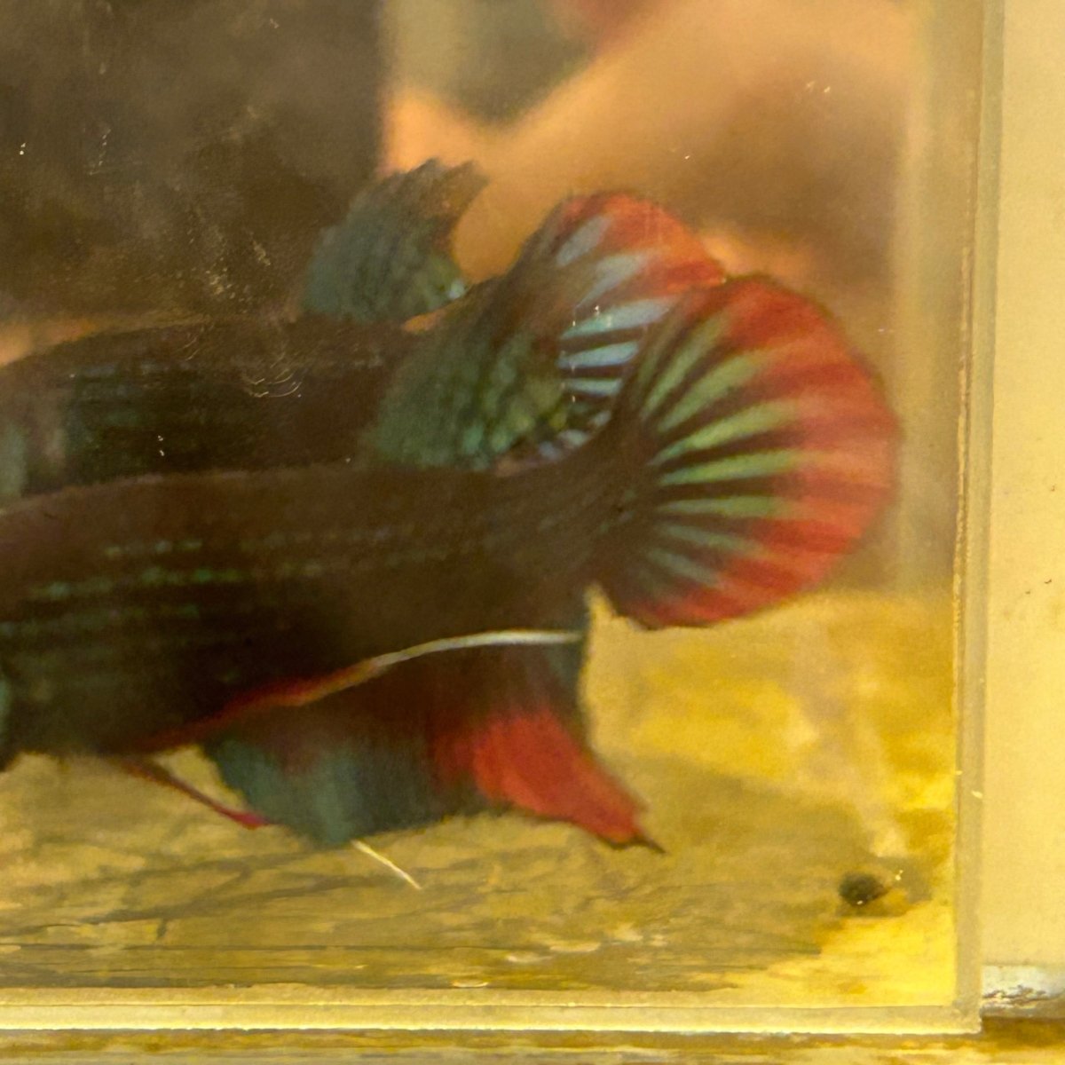 Wild Imbellis Male Betta Fish A58