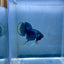 Wild Imbellis Plakat - Male Betta A29