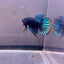 Wild Imbellis Plakat - Male Betta A29