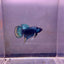 Wild Imbellis Plakat - Male Betta A29