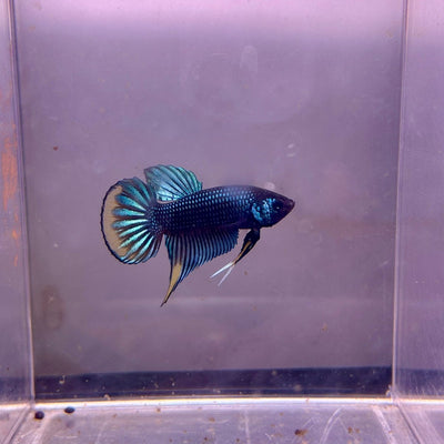 Wild Imbellis Plakat - Male Betta A29