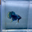 Wild Imbellis Plakat - Male Betta A29