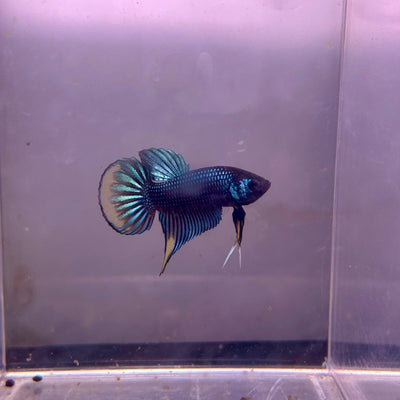 Wild Imbellis Plakat - Male Betta A29